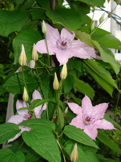 DSC01675 - Clematis 2012