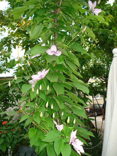 DSC01676 - Clematis 2012