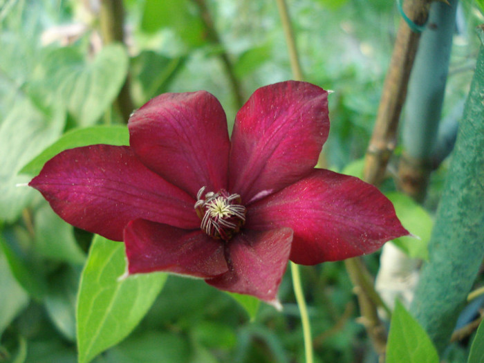 "Solidarnosc", 25.05.2012 - Clematis 2012