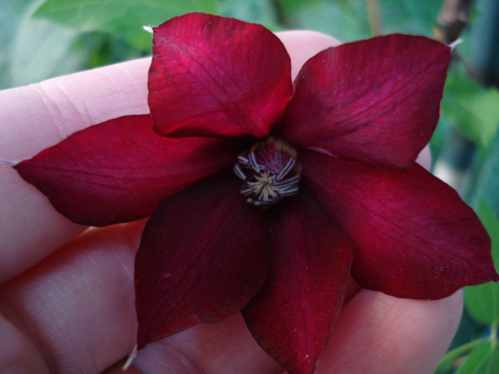 DSC01173 - Clematis 2012