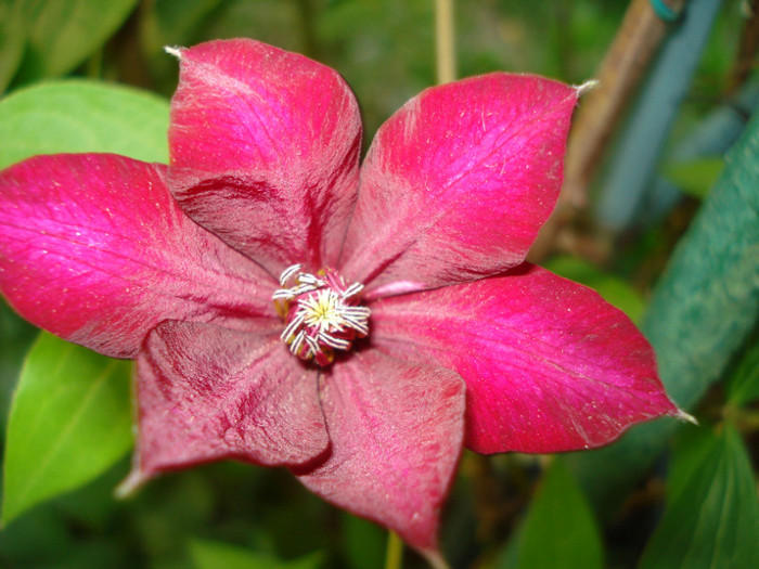 cu blitz - Clematis 2012