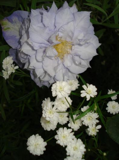 "Veronica's Choice" - Clematis 2012