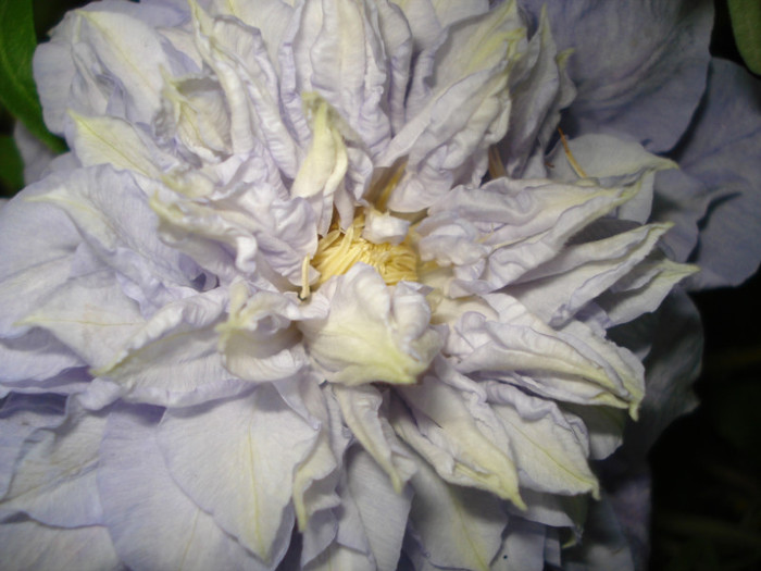 DSC01644 - Clematis 2012