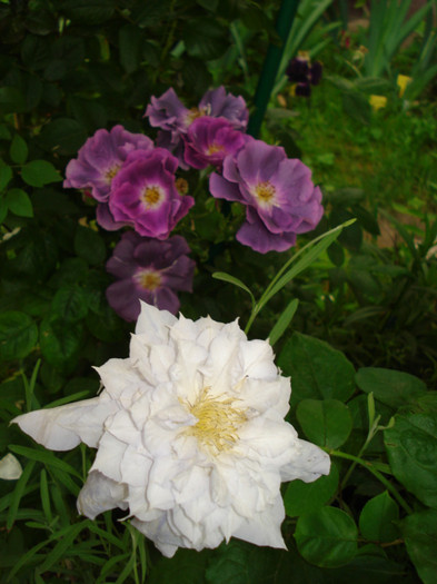 prima floricica este mai decolorata - Clematis 2012