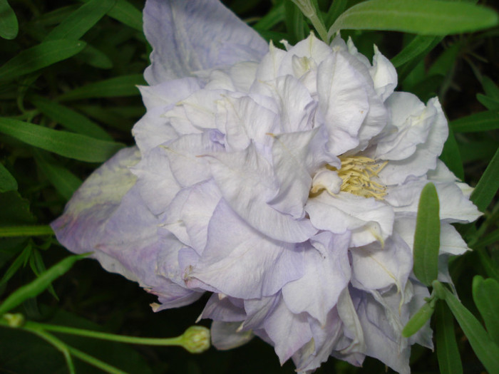 DSC01439 - Clematis 2012