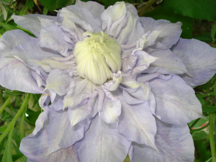 DSC01440 - Clematis 2012