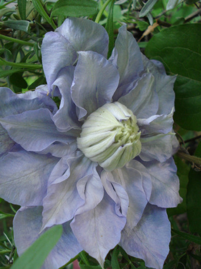 DSC01212 - Clematis 2012