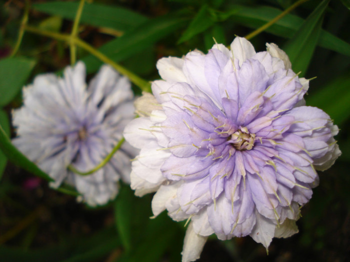 "Blue Light" - Clematis 2012