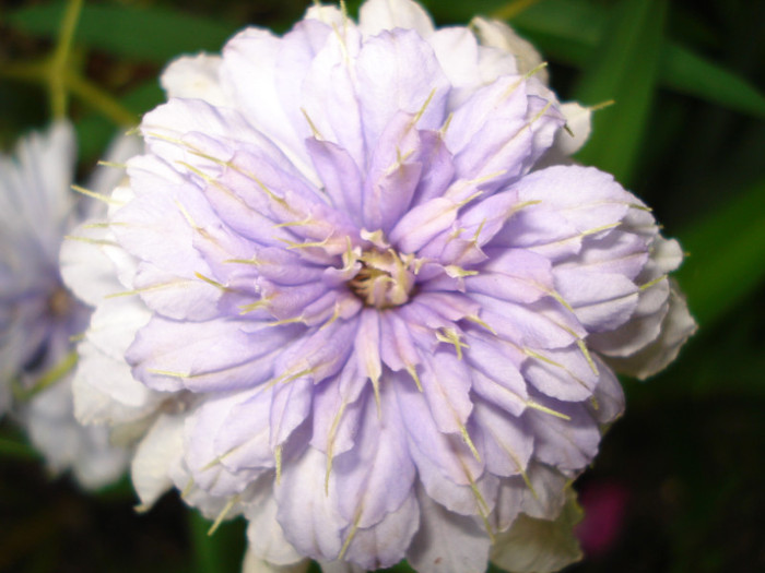 DSC01631 - Clematis 2012