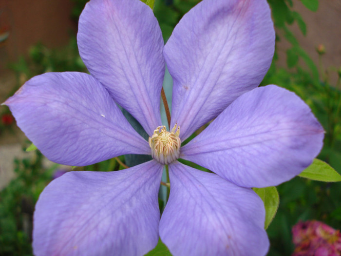 "Mrs. Cholmondeley" - Clematis 2012