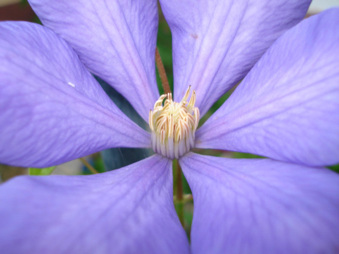 DSC01611 - Clematis 2012