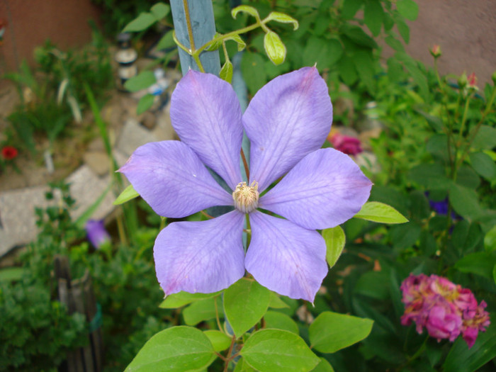 DSC01609 - Clematis 2012