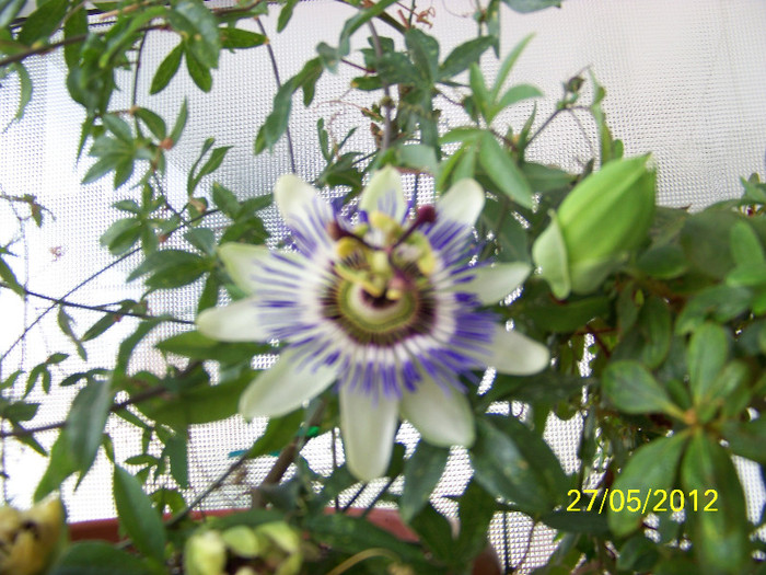319_6390 - passiflora 2012