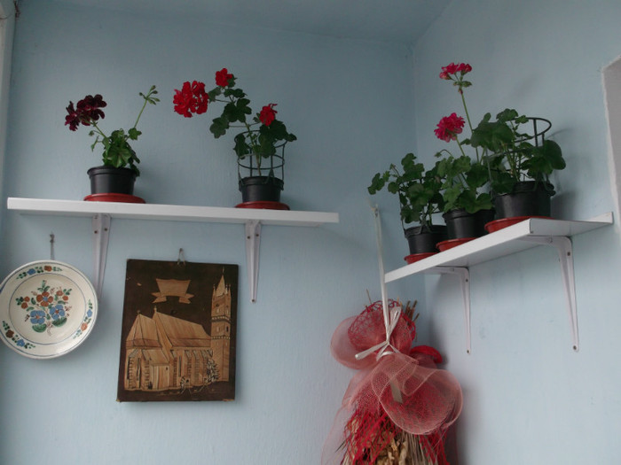 DSCF4710 - FLORI DIVERSE