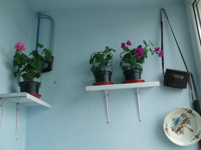 DSCF4711 - FLORI DIVERSE