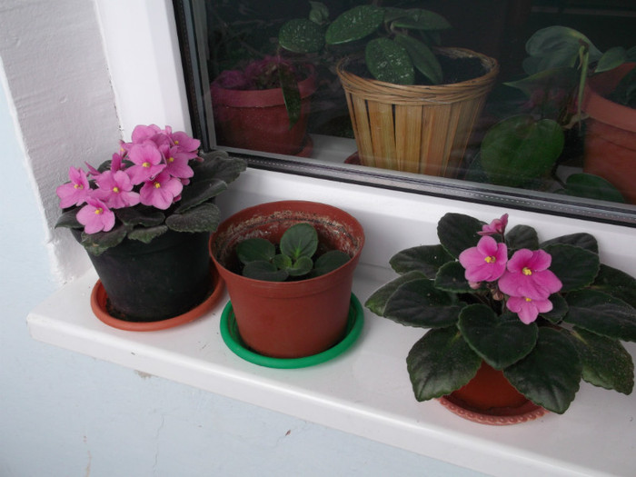 DSCF4714 - FLORI DIVERSE