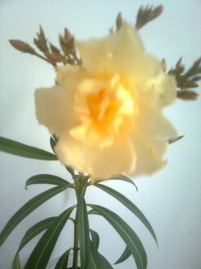 leandru crem