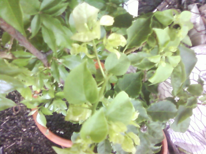 Bouga alba - A-Flori 2012