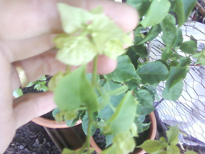 - A-Flori 2012
