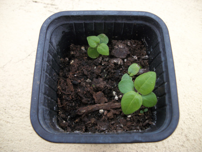 27 mai 2012 - ruellia graecizans