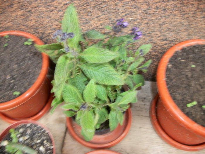 heliotrop - 1 ACHIZITII PLANTE 2012