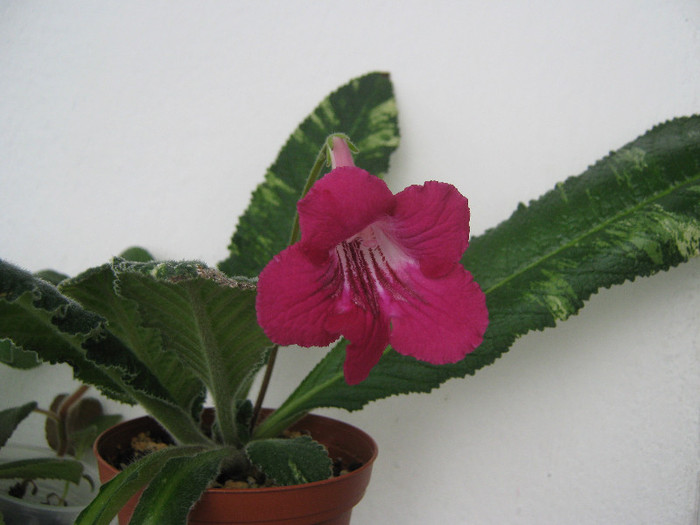  - streptocarpus Iced Pink Flamingo