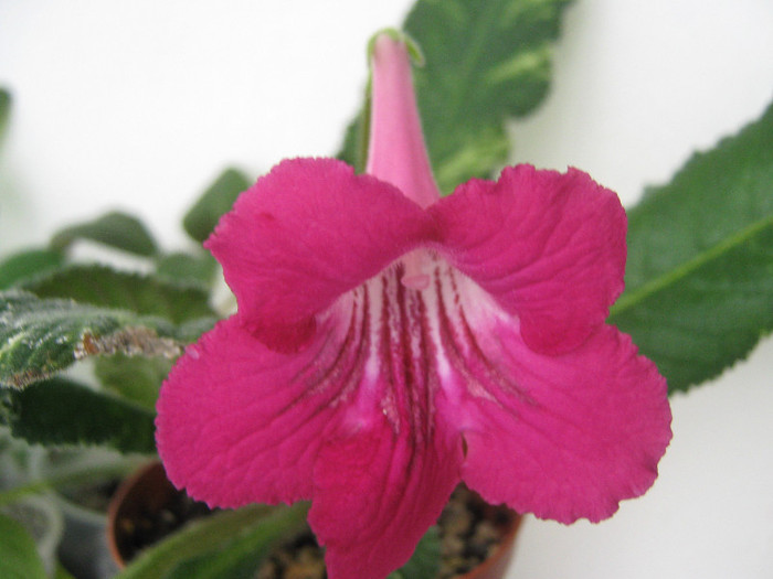  - streptocarpus Iced Pink Flamingo