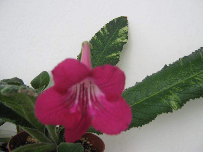  - streptocarpus Iced Pink Flamingo