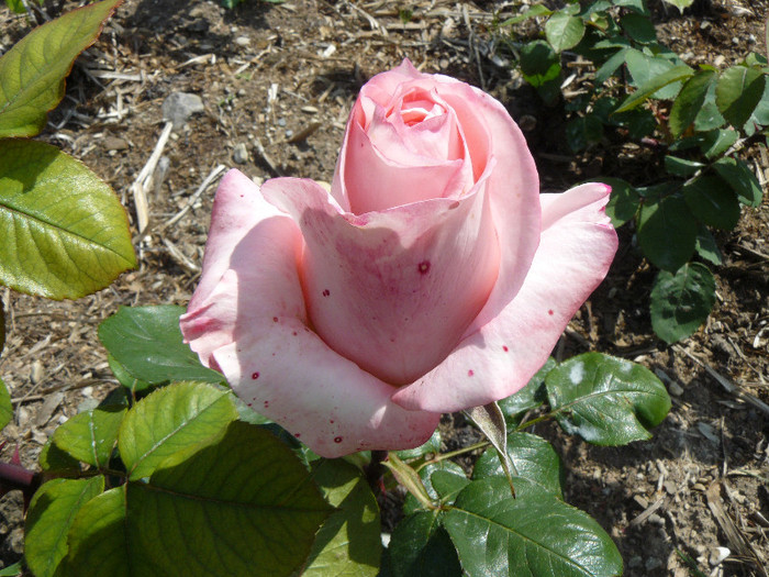 P1540561 - TRANDAFIRI