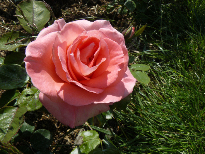 P1540562 - TRANDAFIRI