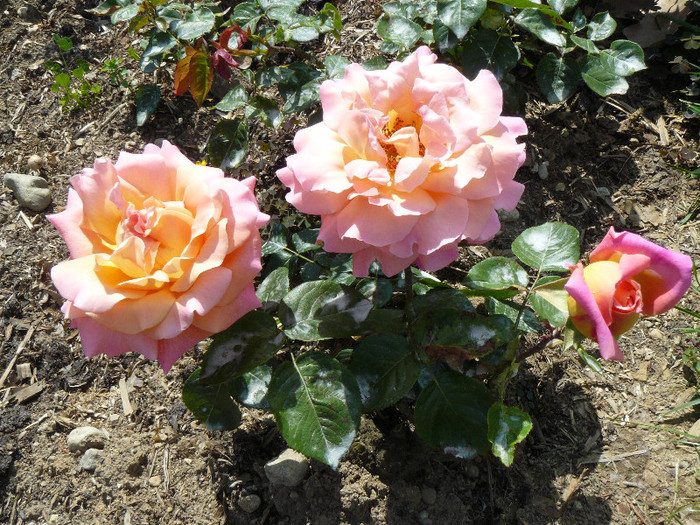 P1540564 - TRANDAFIRI