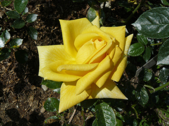 P1540565 - TRANDAFIRI