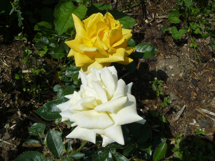 P1540567 - TRANDAFIRI