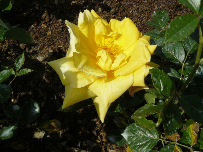 P1540568 - TRANDAFIRI