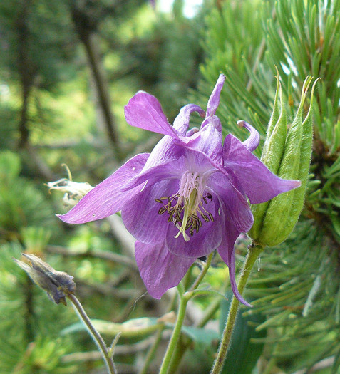 P1540660 - AQUILEGIA