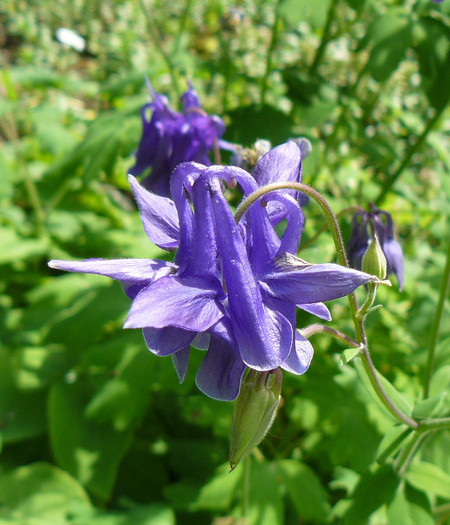 P1540667 - AQUILEGIA