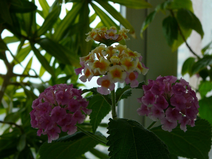 Picture 020 - lantana