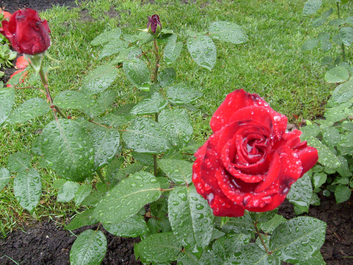 trandafir Barkarole - Florile din gradina casei-2012-2013