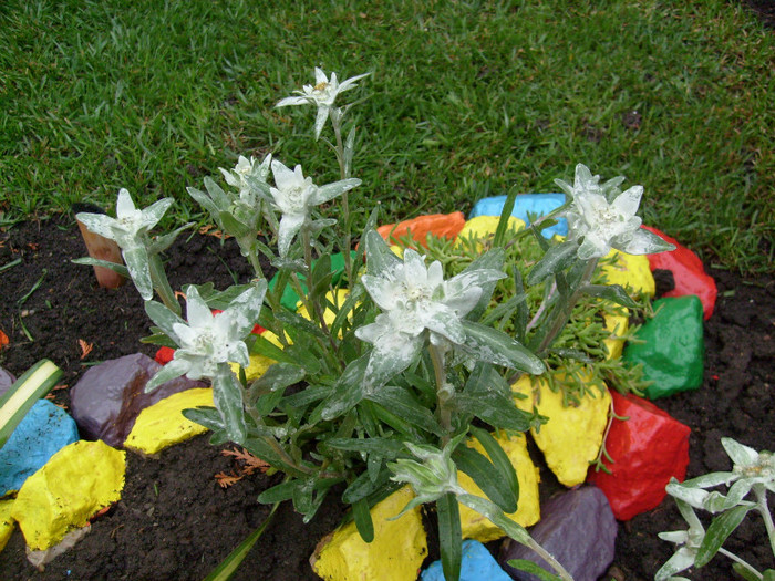 Floare de colt (Leontopodium alpinum); Floare de colt....superba!!!! de la www.multeplante.ro
