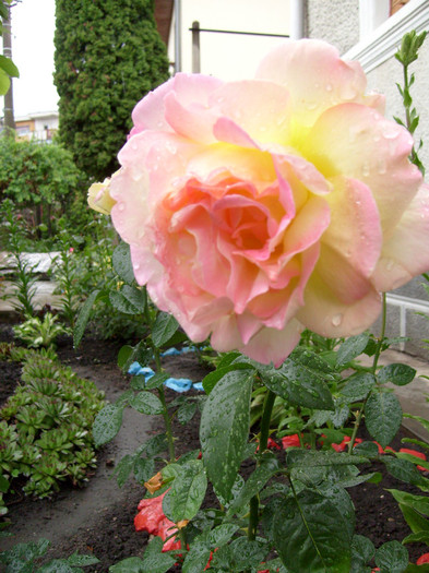 trandafir Teahibrid Peace - Florile din gradina casei-2012-2013