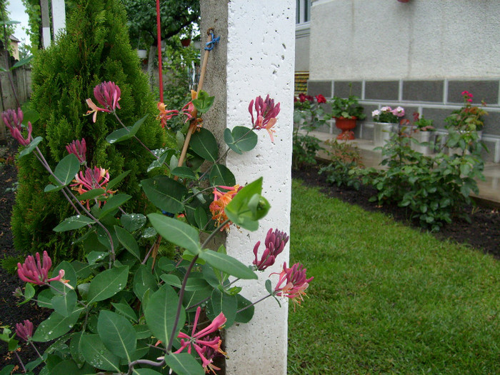 Lonicera American Beauty; Palma maicii Domunului cu flori rosii.de la www.multeplante.ro
