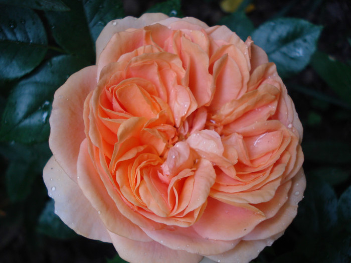 "Chippendale", Tantau