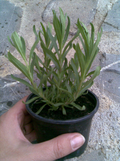 1.5 lei -levanica - 00012 ACHIZITII 2012  2013  2014