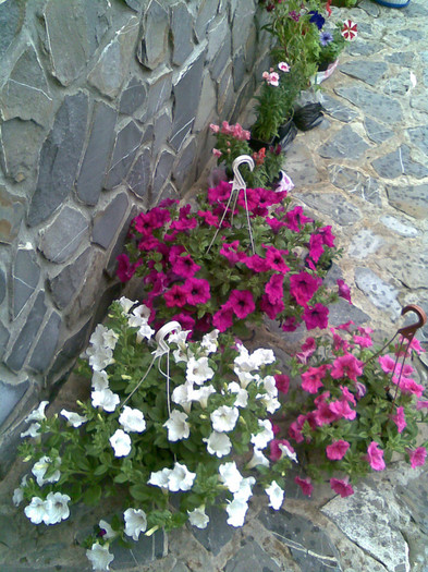 cumparate de MAMA din Halele Ploiesti - 00012 ACHIZITII 2012  2013  2014