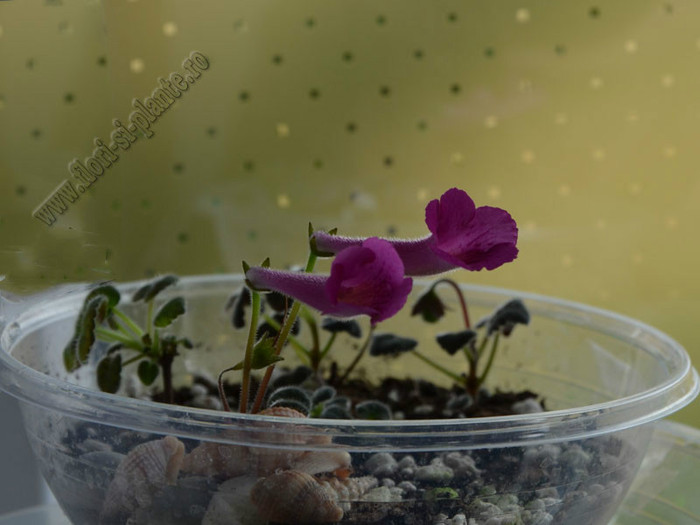 Sinningia Mercury - GLOXINIA _ SINNINGIA