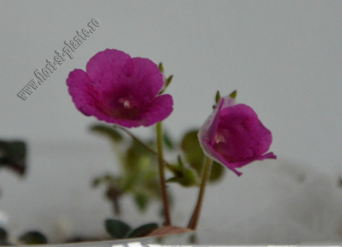 Sinningia Mercury - GLOXINIA _ SINNINGIA