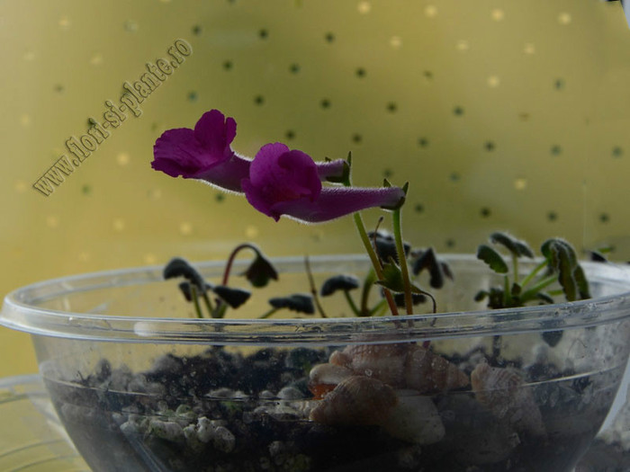 Sinningia Mercury - GLOXINIA _ SINNINGIA