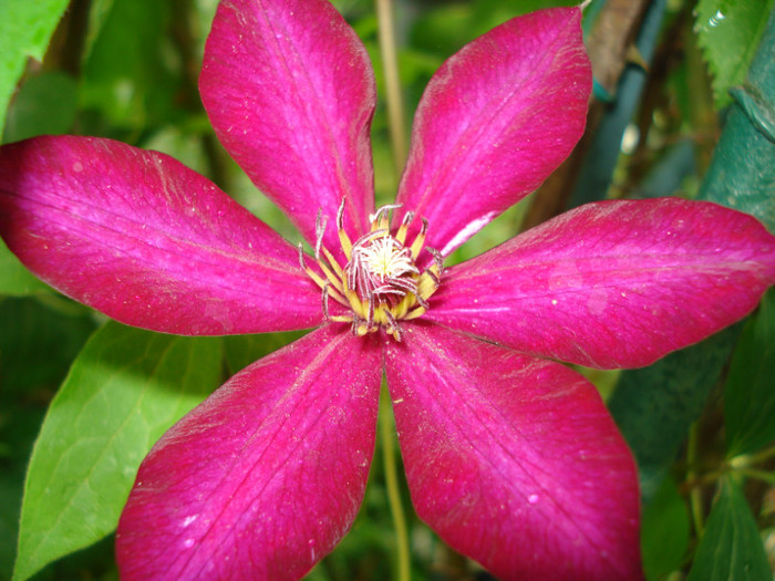 "Solidarnosc", cu blitz - Clematis 2012