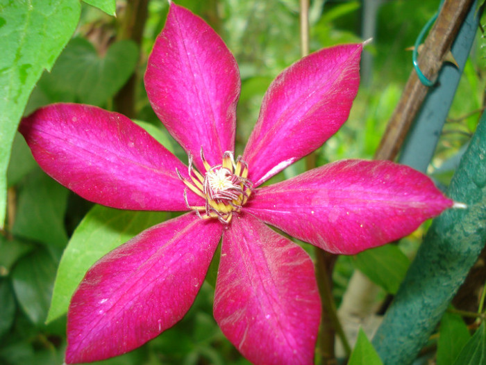 DSC01731 - Clematis 2012
