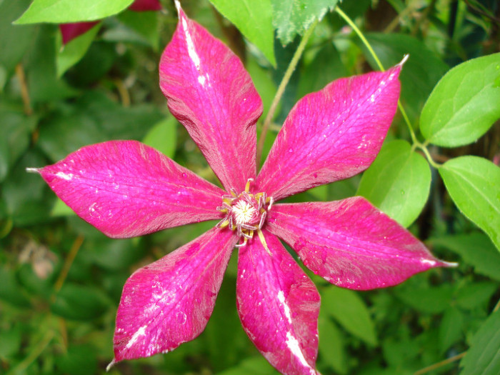DSC01729 - Clematis 2012